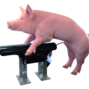 Thiết bị lấy tinh tự động cho heo Collectis