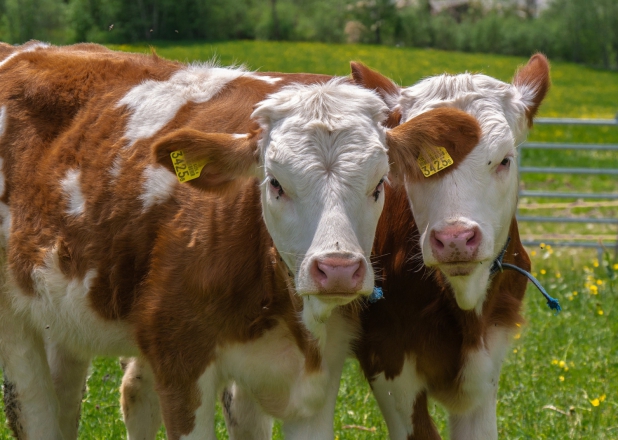 Công ty TNHH Anh Và Chánh